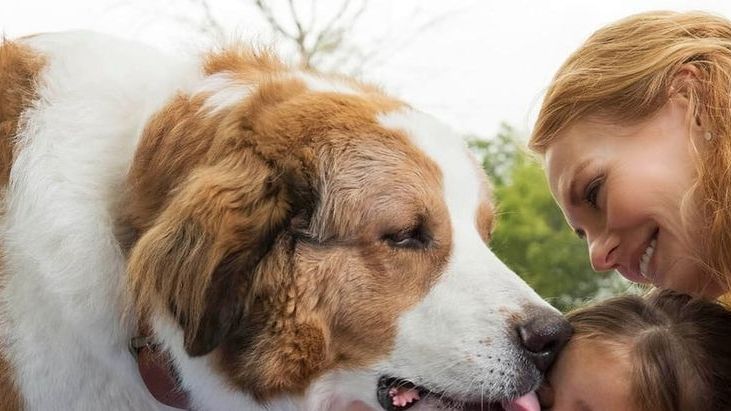 A Dog's Journey