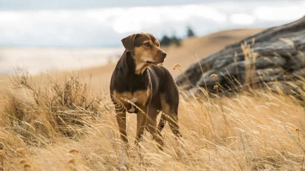A Dog's Way HomeMovie