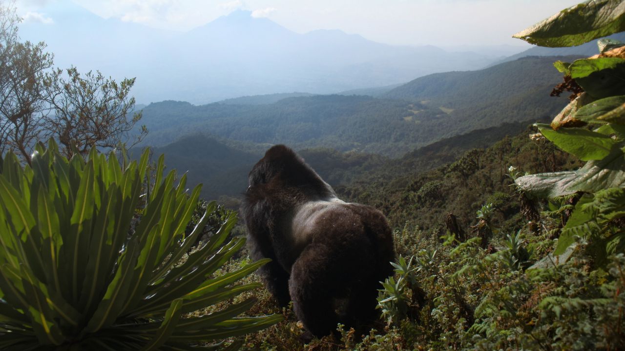 A Gorilla Story: Told by David Attenborough