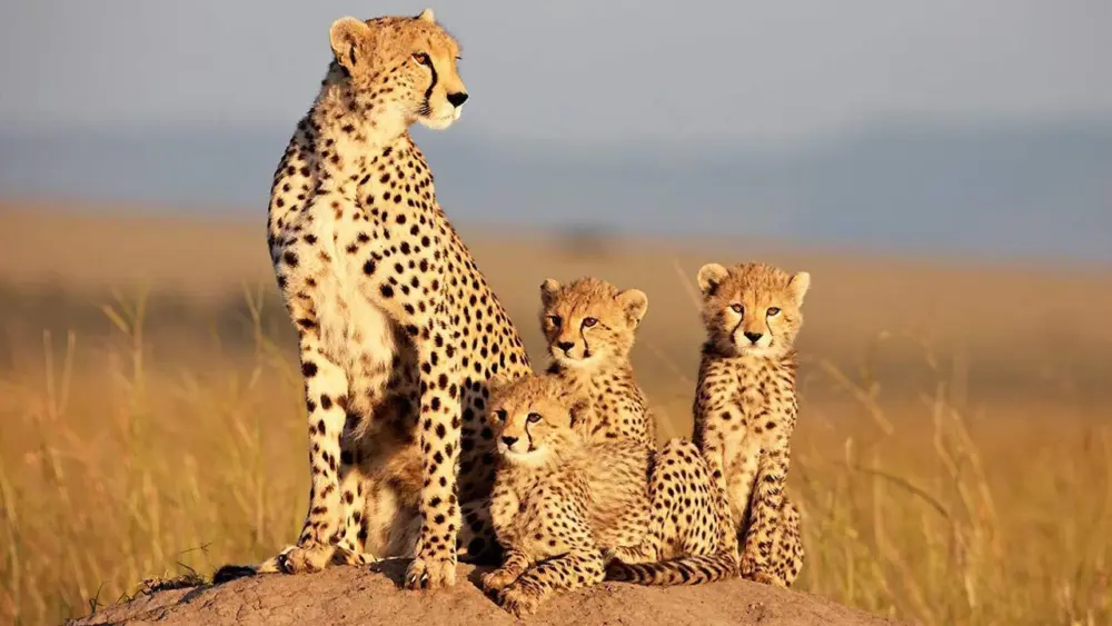 African CatsMovie