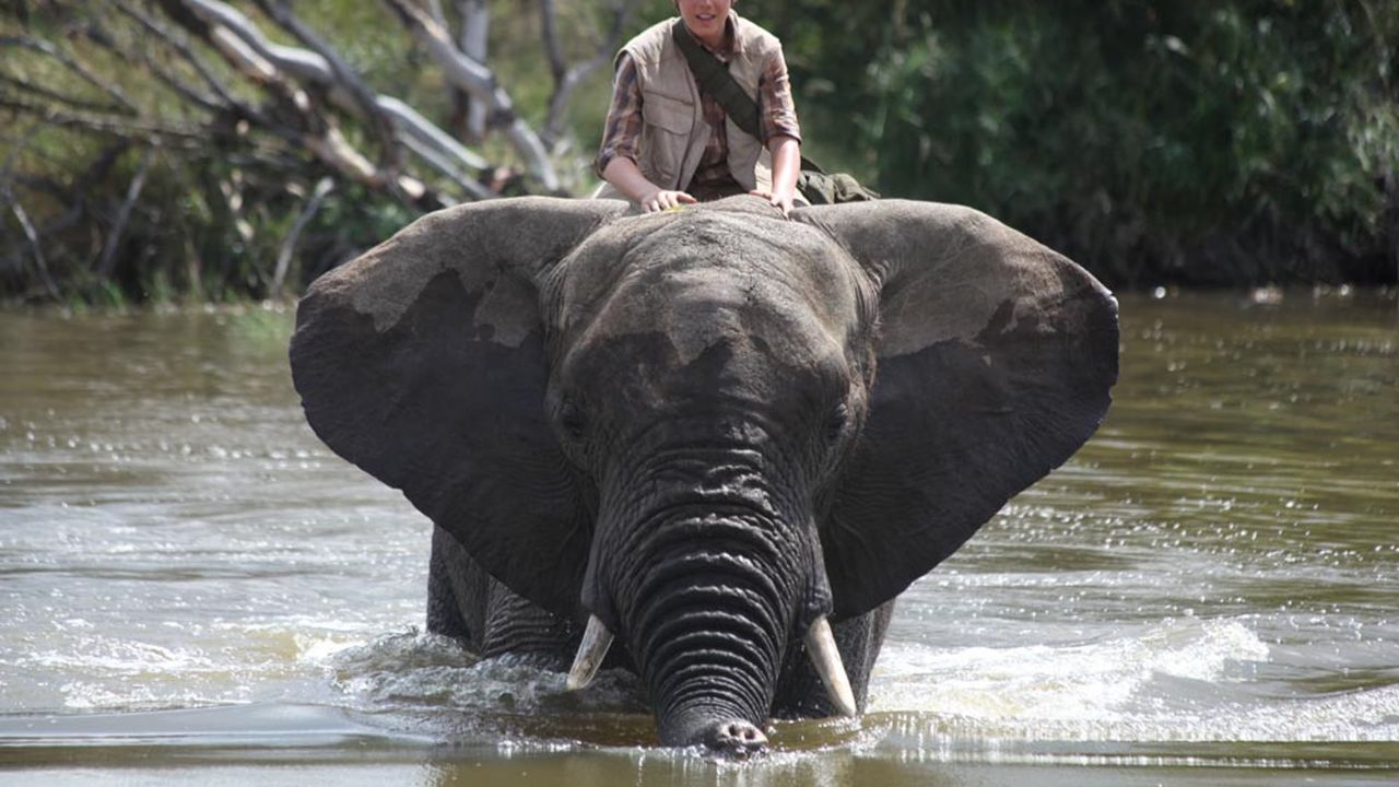 An Elephant's Journey