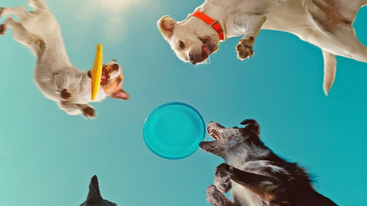 Inside the Mind of a Dog