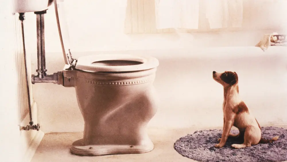 My Dog SkipMovie