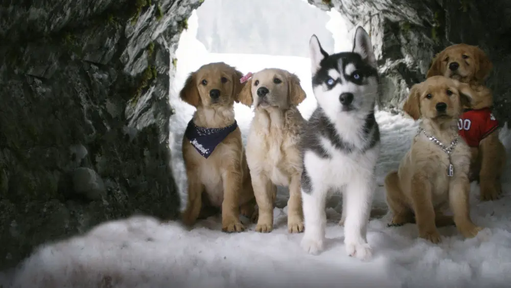 Snow BuddiesMovie