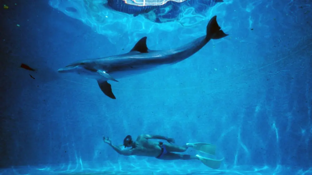 The Big BlueMovie